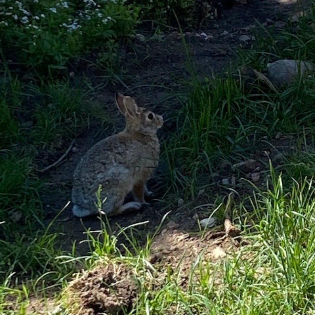 SoboHomes's tweet photo. We had a shy little visitor at one of our job sites today. https://t.co/iYbLD7Y8iK