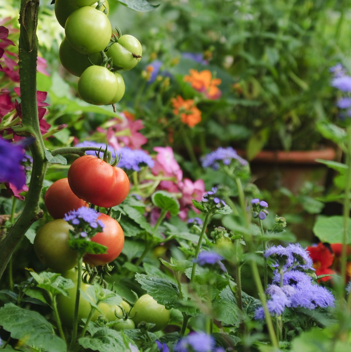 Carefully matching the types of flowers you'll be growing with the space where they'll be growing is a fundamental policy to follow in landscaping. Light and soil requirements should always be considered before deciding which types of flowers to buy for your yard.