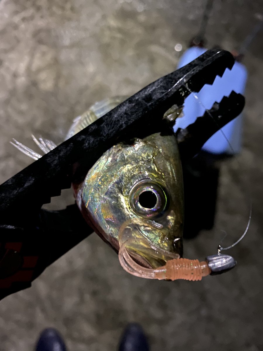 鯵遊 Uexji7rws57nlai Twitter