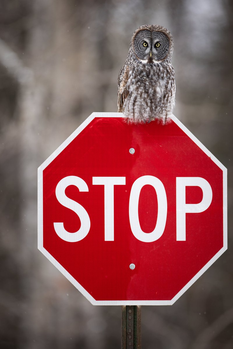brentcizekphoto's tweet image. ALRIGHT EVERYONE, STOP WHAT YOU&apos;RE DOING. It&apos;s time for a Great Gray Owl perched on @MnDOT road signs THREAD.