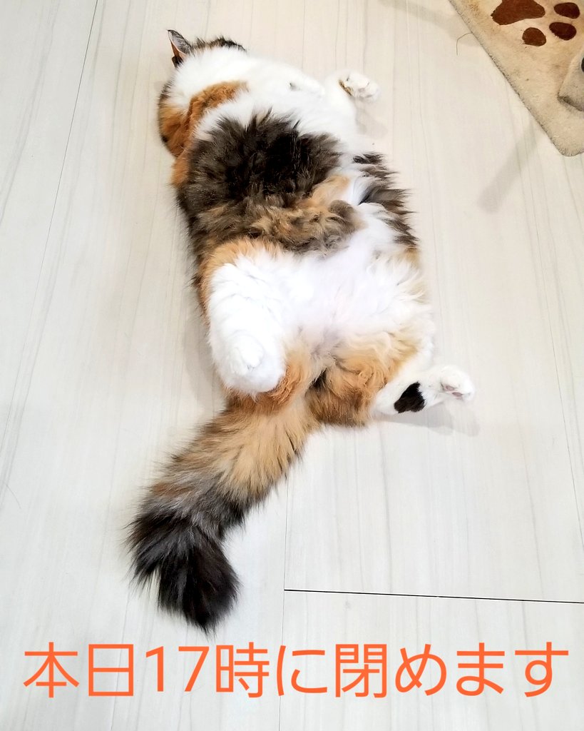 猫カフェnya Go にゃーご 公式 Since Twitter 猫カフェnya Go にゃーご 公式 Since Twitter
