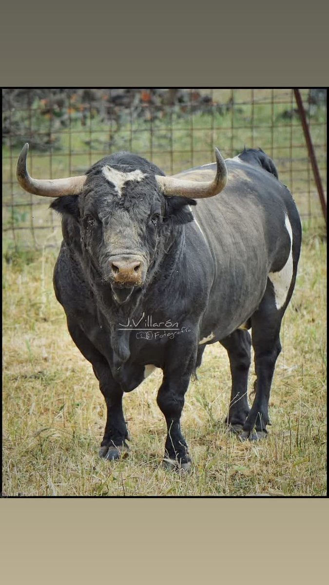 EncierrosP's tweet image. 