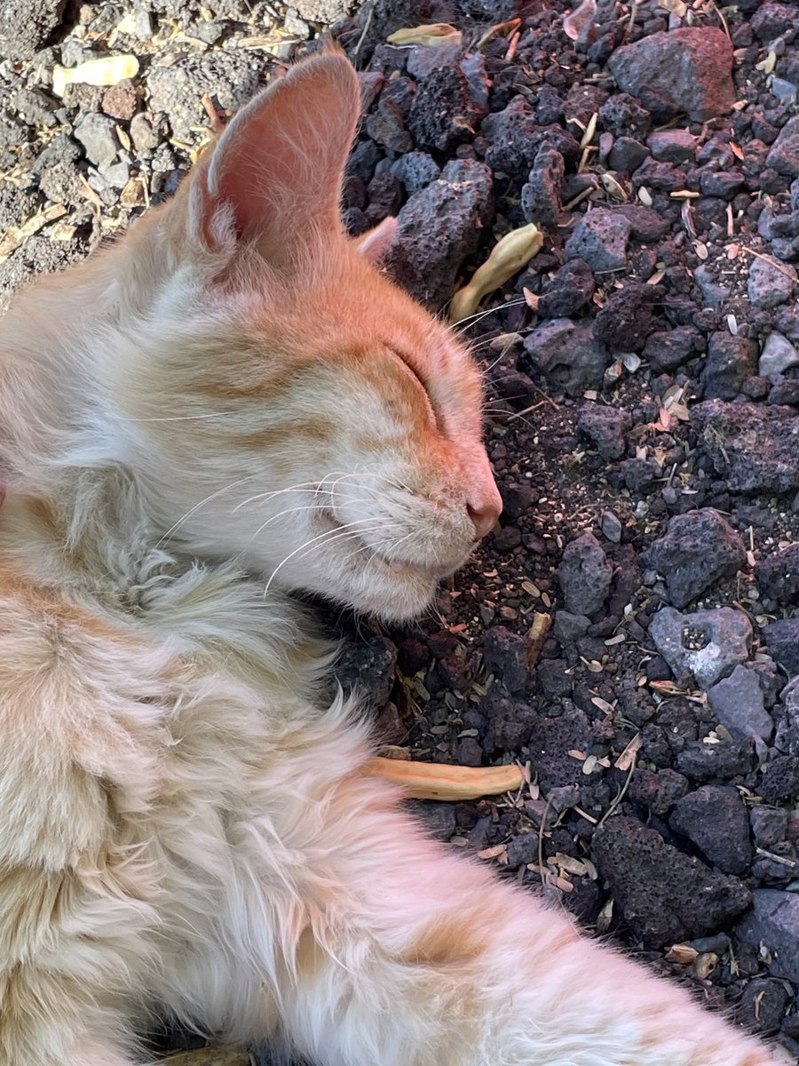 clearvueimage's tweet image. Met this feline at a cat sanctuary... Do cats smile? I think so.