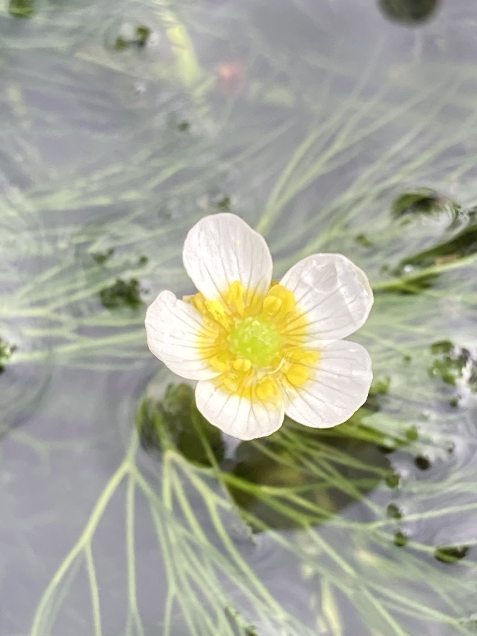 緑の梅の花 梅田遊園〜大阪梅田〜 Green Installation ”GREEN SEED” 2023