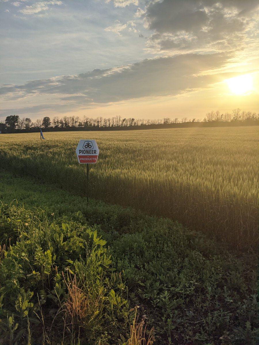 joejansen1's tweet photo. The race to the finish should've fun.. @MarkDavis0129 your data made me expand my fungicide application thinking. @PioneerSeedsCA @kleeder1 #25R46 rocking out.. and a certain crop advisor says healthy uniformity is a tell tale sign of good things to come. @syngentacanada. https://t.co/hM4N6fO80J