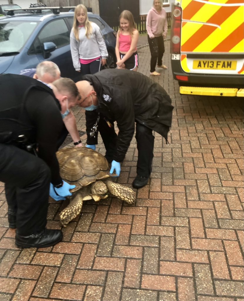 IpswichPolice's tweet photo. Thanks again to vigilant members of public in locating this absconder. 9 stone “Titan” was safely returned home. He was too large for the van cell so had to travel wagon side #slowjustice #suffolkpolice #1552 https://t.co/6XxvgI8N3I