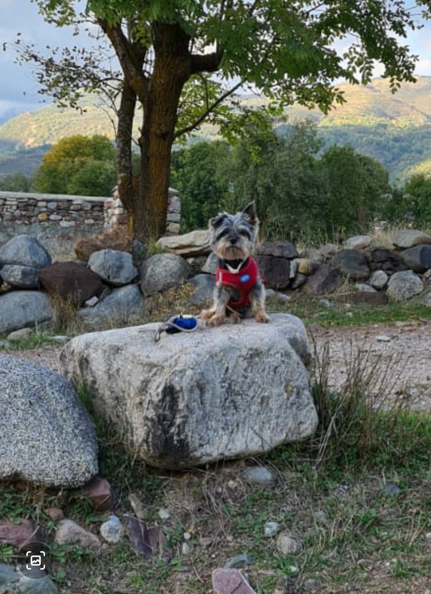 kardekarmi's tweet photo. Sempre estarás al meu ❤ peque. D.E.P 💔😭🐶 #STEWE #MIVIEJITO #MIYORKI https://t.co/mC2vVHg3AS
