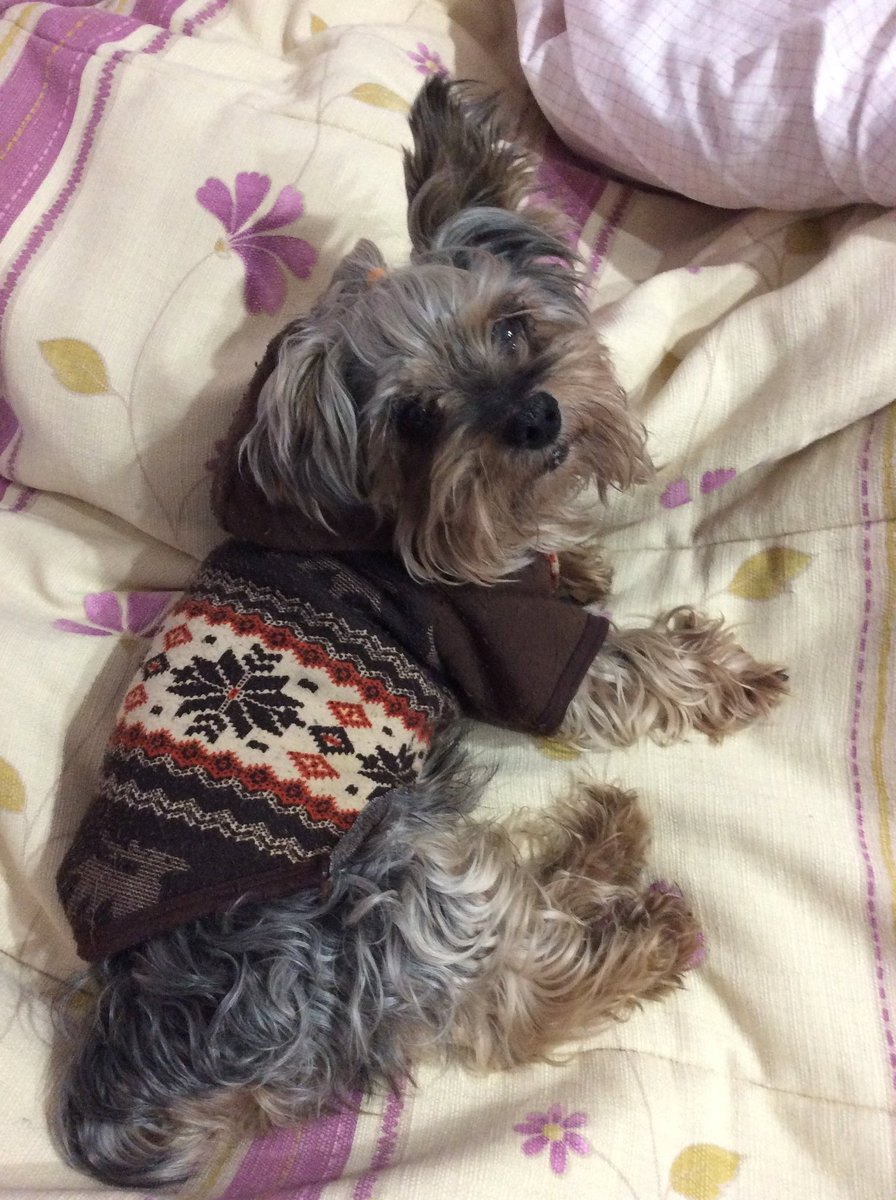 kardekarmi's tweet photo. Sempre estarás al meu ❤ peque. D.E.P 💔😭🐶 #STEWE #MIVIEJITO #MIYORKI https://t.co/mC2vVHg3AS