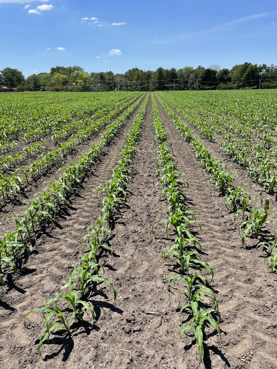 20-inch row corn combined with banded ⁦<a href="/MicroEssentials/">MicroEssentials</a>⁩ and potash. Shifting the point of maximum light interception earlier in the season.