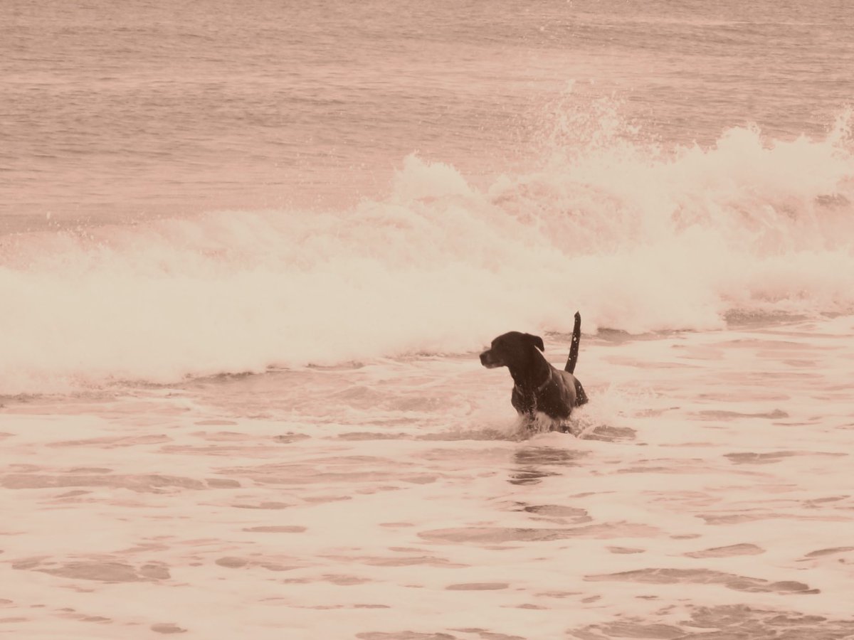 Blog_of_Manly's tweet image. In terms of bang for your buck, having a dog might be the most efficient way to teach a boy numerous manhood lessons

blogofmanly.com/every-boy-need…