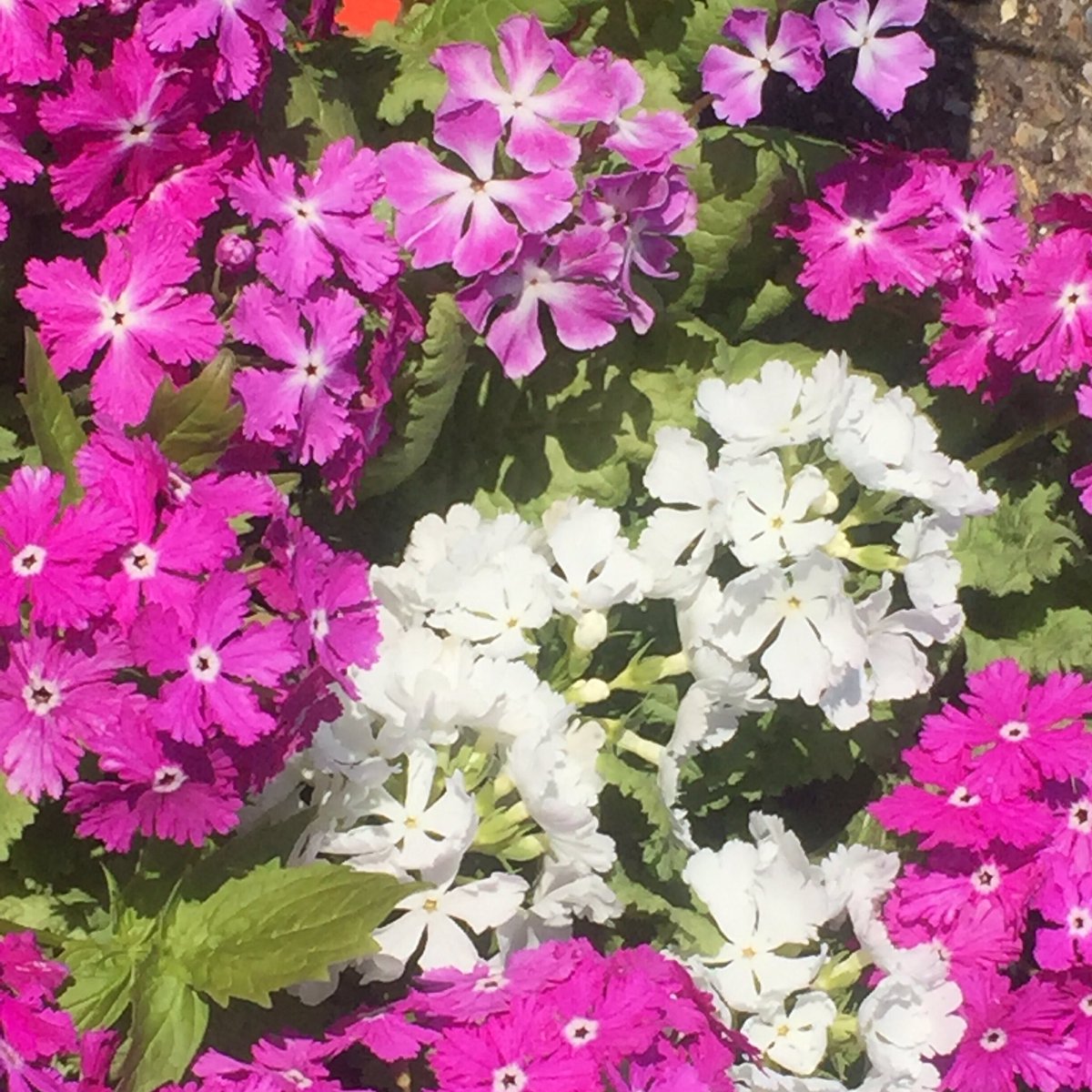 MooreMoorePlant's tweet photo. We began growing #primulasieboldii about 7 years ago and it’s a firm favourite. So easy to grow in moist soil and light shade. Very floriferous with varied petal shapes, bicolours and single colours in shades of pink, lilac and white. #abeauty #japaneseprimrose #shadeplants https://t.co/51icQZ20L7