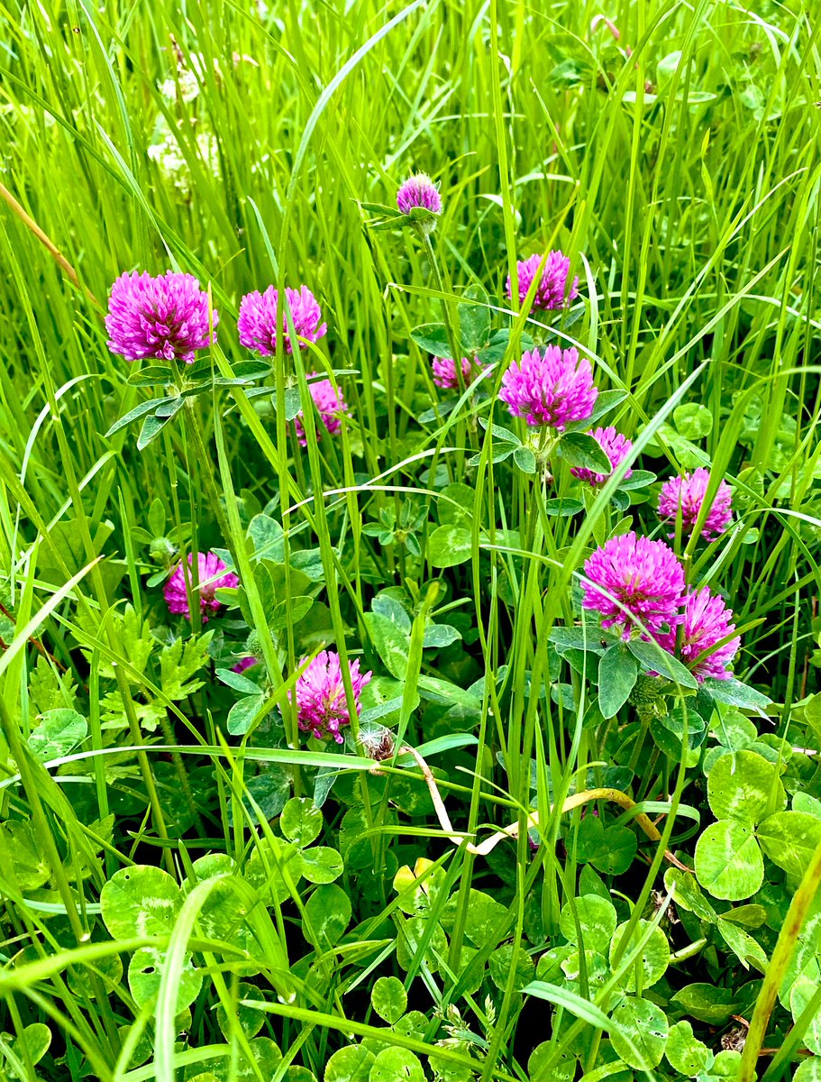 feel_paul's tweet photo. #itsgrimupnorth #evening #exercise #stroll #photo #distraction #rural #lifestyle @RamblersGB #countryside #wild #vegitation  #makeithappen #keepitcountry #farawayfromthemaddingcrowd with #borderterrier #godsowncounty #highcatton @sbib_bloom @East_Riding @Welcome2Yorks #Yorkshire https://t.co/2QzYp6sztp