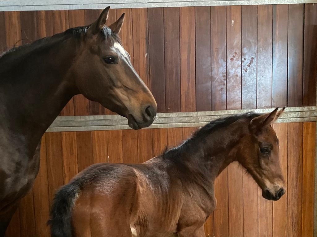 This is for the Eventing geeks. This filly is out of ChicoBella P (embryo transfer) by Chilli Rocks (Chilli Morning x Quicklook V). All three horses named above were shortlisted for the Rio Olympics, and 2 of them went. Give it 10 years…..