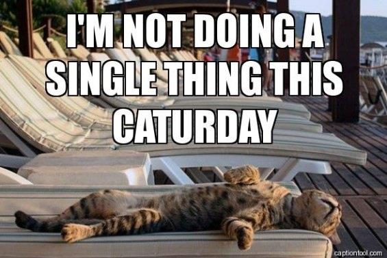 kitcatlyon's tweet photo. @nyactor In The #SwimmingPool!! My fur is HOT! LOL. 
And it's almost #Caturday...
*Da #ReadingCat* https://t.co/ofzXtf7wuT