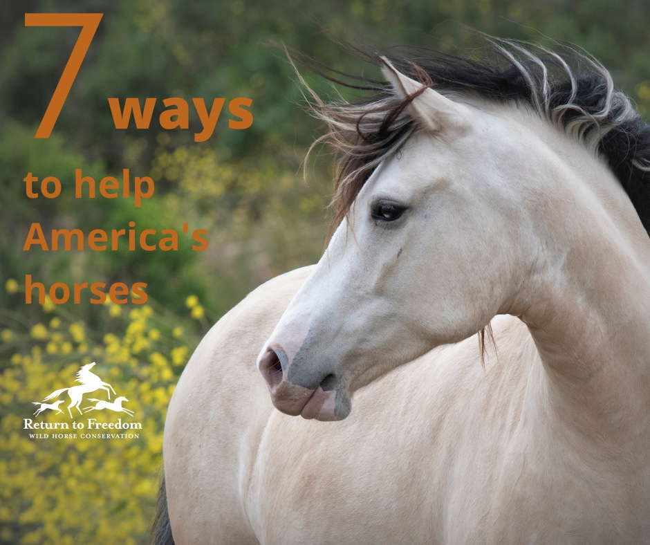 ReturnToFreedom's tweet photo. From supporting a fair share of resources on the range for wild horses to opposing horse slaughter, here are seven ways to take action for America's horses: https://t.co/SujVNdIi9i #horses #wildhorses 📸 Susan Papa https://t.co/R7xlwmO5ho