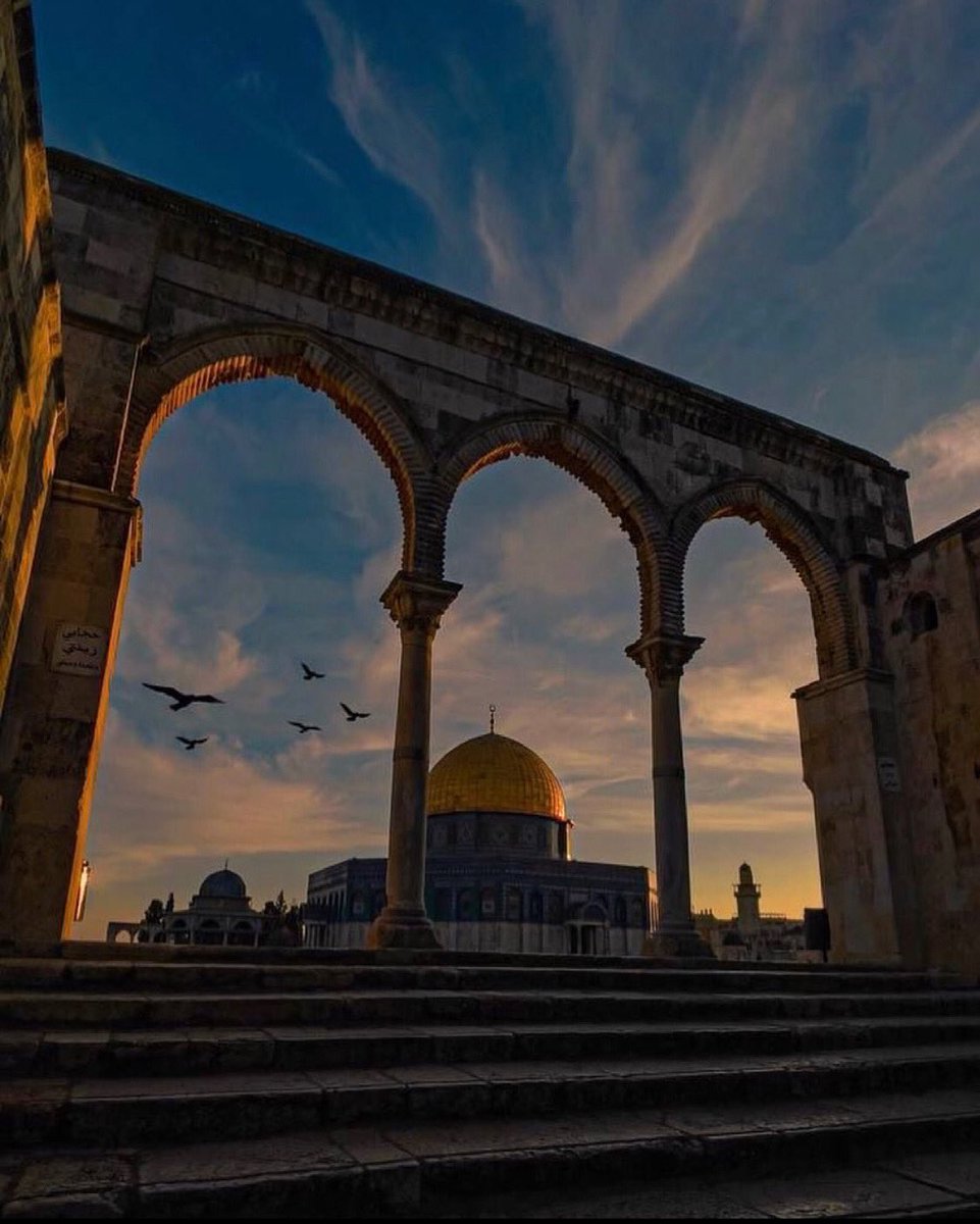 موصطفااا 🇵🇸 tweet media