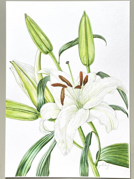 雄大な愛のtwitterイラスト検索結果