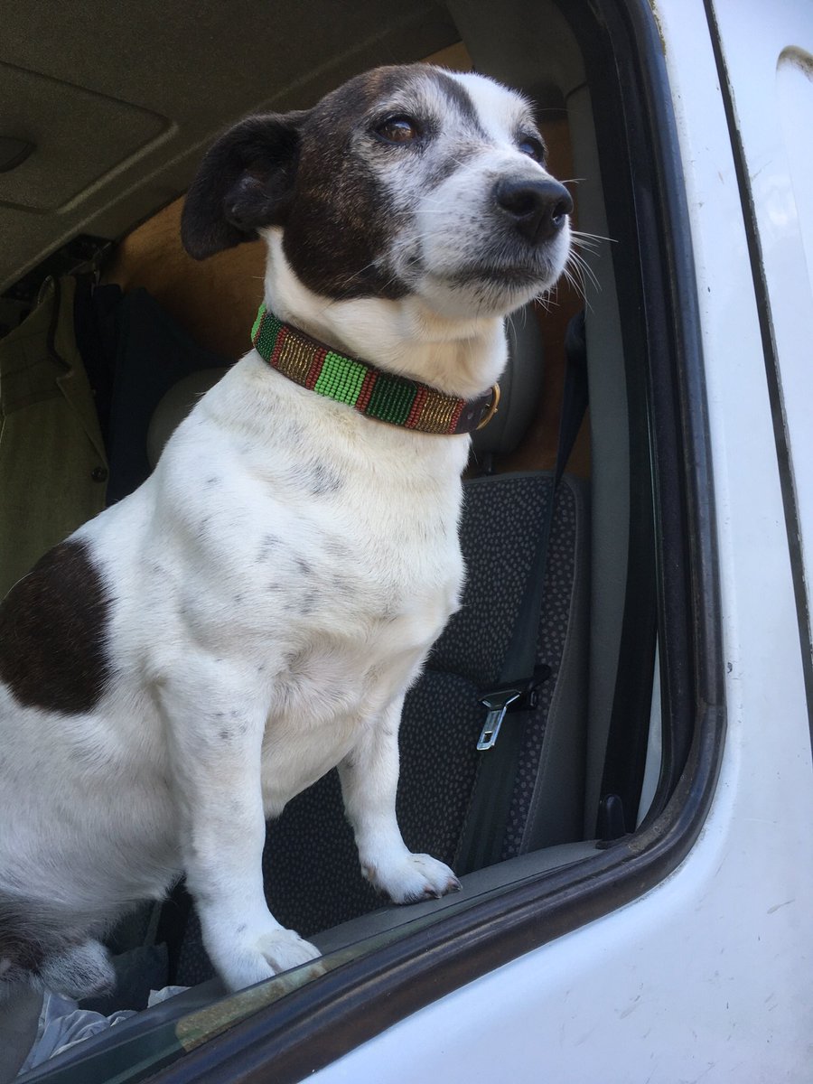 diggerandmojo's tweet image. A very Happy 10th Birthday to Digger, here sporting his new Masai beaded collar, and now a more mature Jack Russell supermodel.