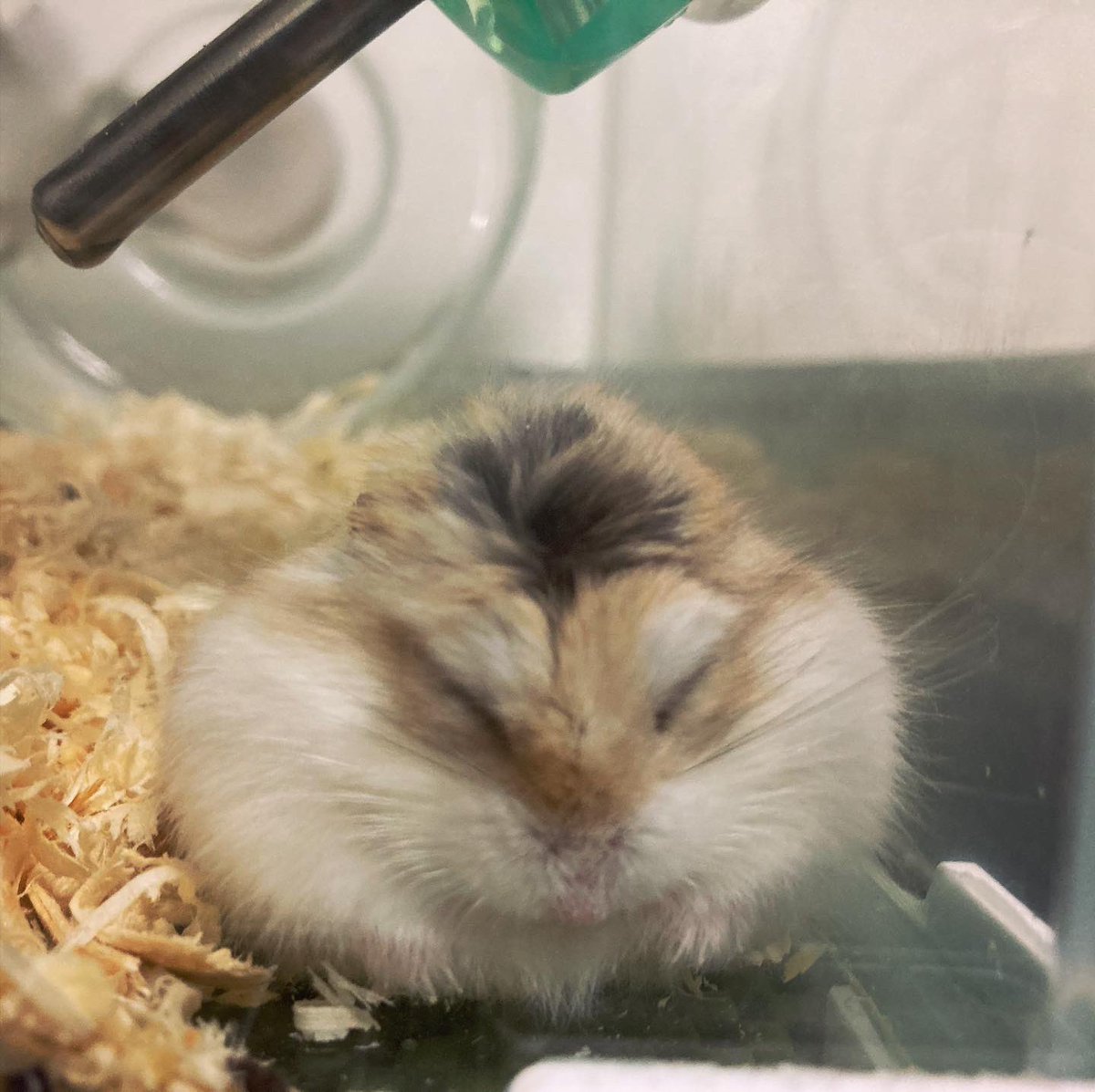coala0322's tweet photo. Sit down🐹
おちゅわり🐹
#robrovskihamster
#ロボロフスキーハムスター
#おすわり #お座り #sitdown #丸
#まるい #コロン #フォルム #ball
#ボール #ハムボール #ハムスターボール
#ボールハム #ballhamster #hamsterball
#fluffyhamster #fluffypets
#ふわふわの極み #もふもふのお友達
#pets https://t.co/YTgGwLNq30