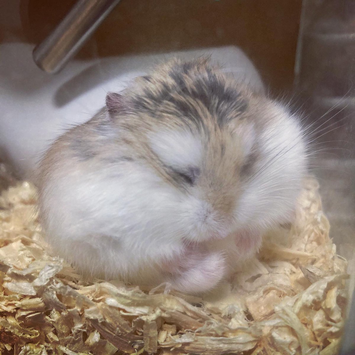 coala0322's tweet photo. Sit down🐹
おちゅわり🐹
#robrovskihamster
#ロボロフスキーハムスター
#おすわり #お座り #sitdown #丸
#まるい #コロン #フォルム #ball
#ボール #ハムボール #ハムスターボール
#ボールハム #ballhamster #hamsterball
#fluffyhamster #fluffypets
#ふわふわの極み #もふもふのお友達
#pets https://t.co/YTgGwLNq30