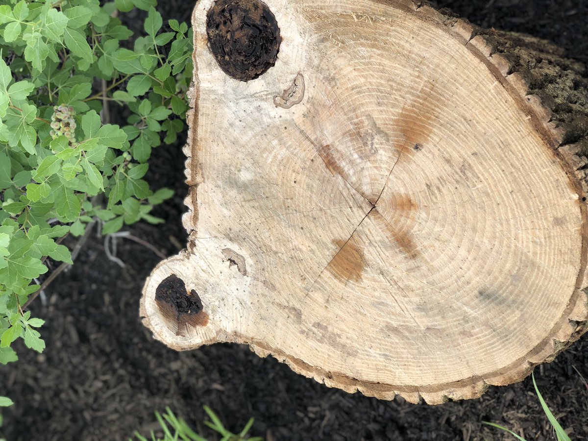 HES 🌳Nature Harmony Project🌳 is delighted to announce that our infinity sensory path is finished. An outdoor space designed to create, meditate and connect we thank <a href="/HVEFtweets/">HVEF</a> and <a href="/FoHVOS/">FoHVOS</a> for their generosity. <a href="/HES_Principal/">David Friedrich</a>