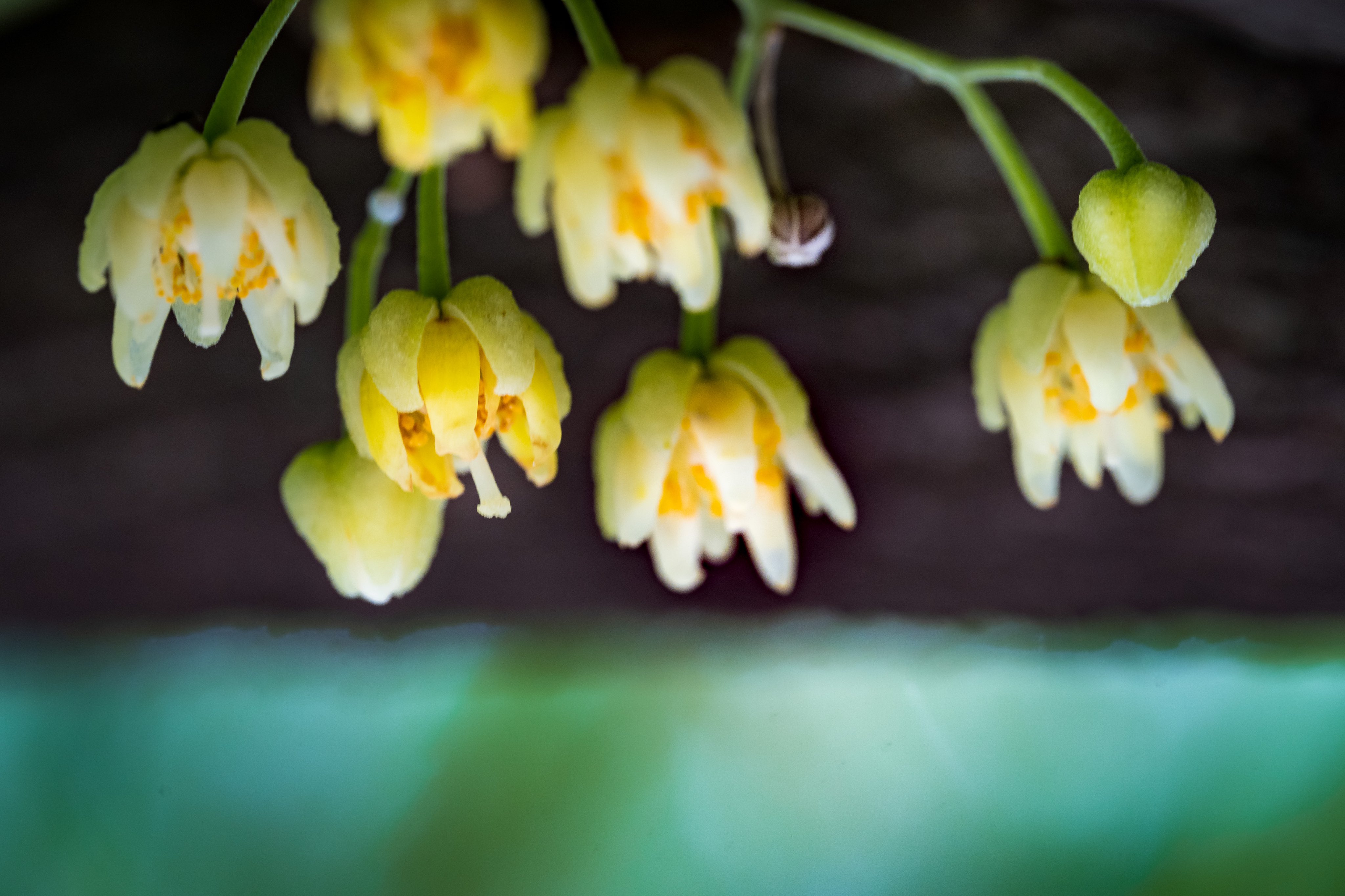 Takao ボダイジュ ボダイジュの花が咲いていました 中国原産 アオイ科 日本には臨済宗の開祖 栄西が1168年に持ち帰り渡来しました このためお寺でよく見かけます 果実は球形で堅く数珠の材料になります 花言葉は 結ばれる愛 T Co