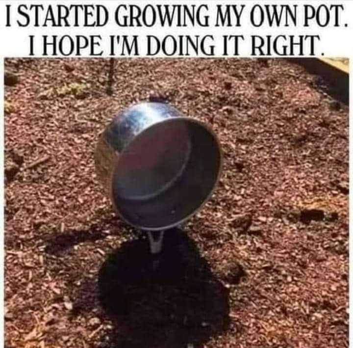 Neilfan12's tweet image. 👨‍🌾🌿 #GrowingPot #Pot #Marijuana 🌿👨‍🌾