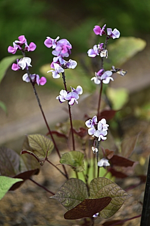 𝓩𝓪𝓾𝓫𝓮𝓻 ルビームーンという食用の豆の一種なんですが 初めて見ました 葉も紫色 花は赤紫 白色です 調べてみるとルビームーンというフジマメの一種で 茹でた種子 さや 花とも食用に出来るそうですが 観賞用にも植えられるようです