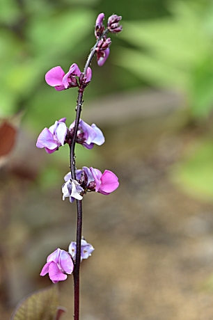 𝓩𝓪𝓾𝓫𝓮𝓻 ルビームーンという食用の豆の一種なんですが 初めて見ました 葉も紫色 花は赤紫 白色です 調べてみるとルビームーンというフジマメの一種で 茹でた種子 さや 花とも食用に出来るそうですが 観賞用にも植えられるようです
