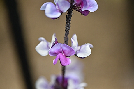 𝓩𝓪𝓾𝓫𝓮𝓻 ルビームーンという食用の豆の一種なんですが 初めて見ました 葉も紫色 花は赤紫 白色です 調べてみるとルビームーンというフジマメの一種で 茹でた種子 さや 花とも食用に出来るそうですが 観賞用にも植えられるようです