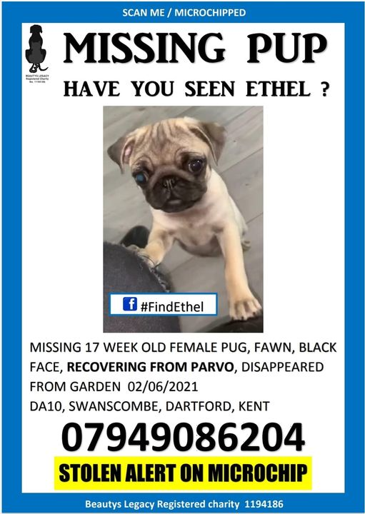 CatsMissing's tweet photo. 🆘🆘🆘#FindEthel 17 WEEK OLD POORLY #PUPPY #STOLEN FROM HER GARDEN MANOR RD SWANSCOMBE #DARTFORD #KENT #DA10 0EX
⚠️NEEDS MEDICATION-RECOVERING FROM PARVOVIRUS
HER FAMILY & VETS EXTREMELY WORRIED
POLICE AWARE & ENQUIRIES ONGOING REGARDING CCTV FOOTAGE
FB➡️https://t.co/x8Rt1pzc5m https://t.co/QEDzdYPdyI