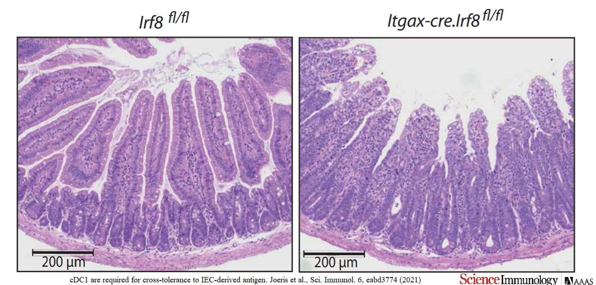 Science Immunology tweet media
