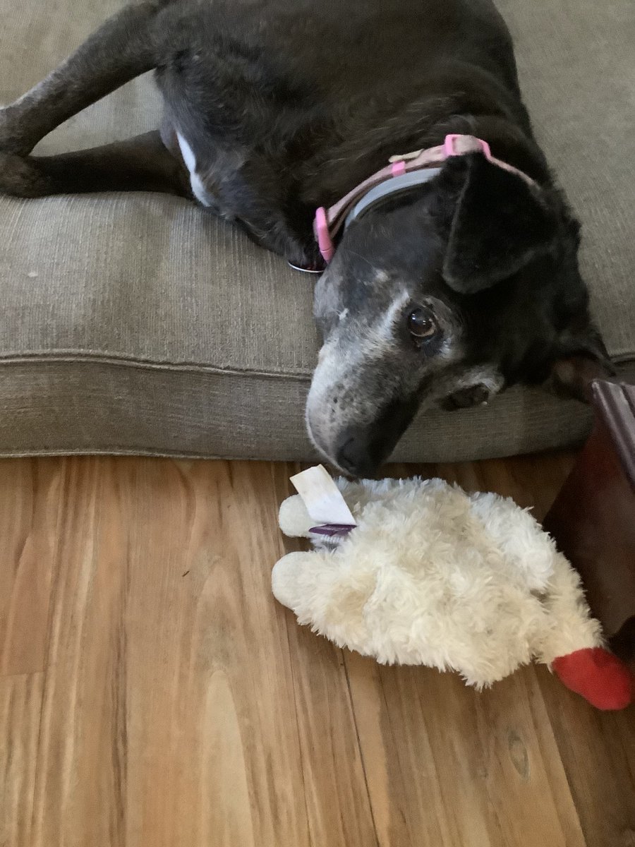 its_m_reilly's tweet photo. I tell time using this dog. At 4pm everyday she pulls her sausage style body up the stairs and into my office. #dogs #dogsoftwitter #DogAlarm #River https://t.co/DL2vYT1HAE