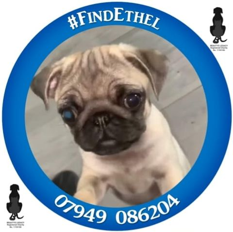 CatsMissing's tweet photo. 🆘🆘🆘#FindEthel 17 WEEK OLD POORLY #PUPPY #STOLEN FROM HER GARDEN MANOR RD SWANSCOMBE #DARTFORD #KENT #DA10 0EX
⚠️NEEDS MEDICATION-RECOVERING FROM PARVOVIRUS
HER FAMILY & VETS EXTREMELY WORRIED
POLICE AWARE & ENQUIRIES ONGOING REGARDING CCTV FOOTAGE
FB➡️https://t.co/x8Rt1pzc5m https://t.co/QEDzdYPdyI