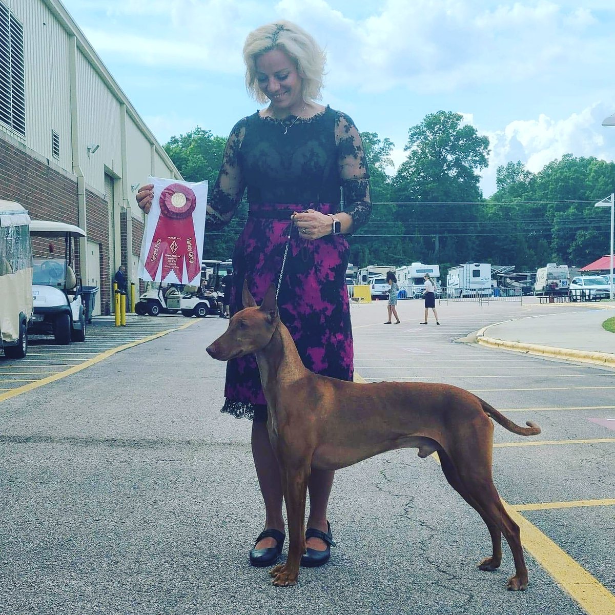mdelprin's tweet photo. GREAT NEWS out of Concord, NC! Zak, Group Winning, Multiple Group Placing, GCH DC Kaije'Z Faro To Zin or Not to Zin Fch SC TKN, wins Hound Group 2 under judge Helen Winski Stein with the incomparable Roxy Sutton on the lead!

#TeamSutton  #teamzfaro  #TeamZak #wkcorbust https://t.co/fiAE5UEr2w