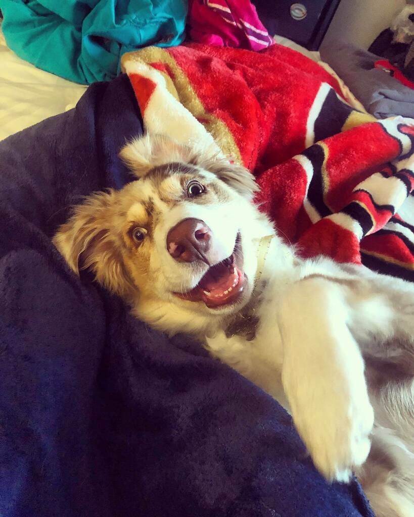 iKnowFash's tweet image. #Lando and his big boy #Smile #aw #cute #cutedogs #adorable #handsome #prettyboy #orlandobloom instagr.am/p/CPtjZXMhlDw/