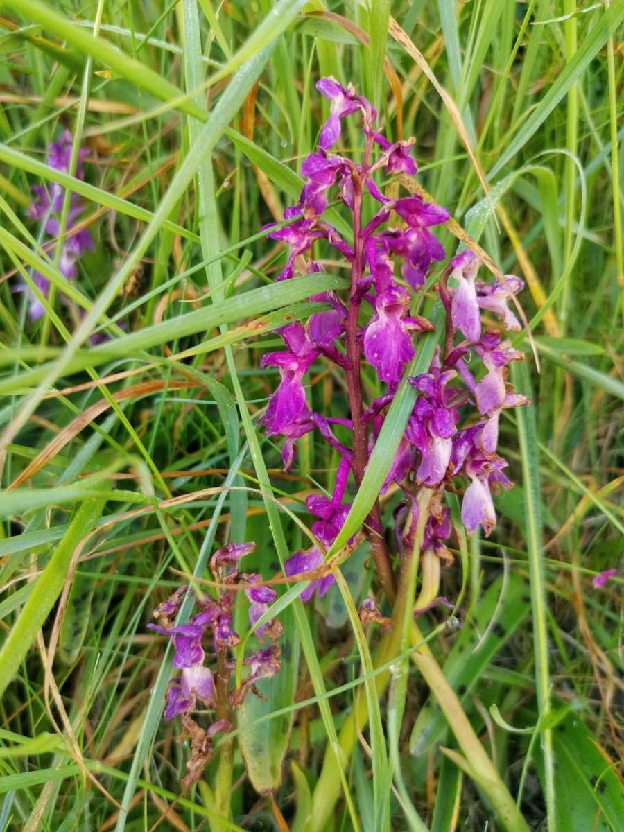 Today was a good day! Orchids at the campsite <a href="/blaenwaunMwnt/">Blaenwaun Mwnt</a>, rockpooling at Aberporth, and a <a href="/RamseyIsland/">Voyages Of Discovery</a> trip this evening. All under a stunning blue sky ☀️
#365dayswild #loveWales