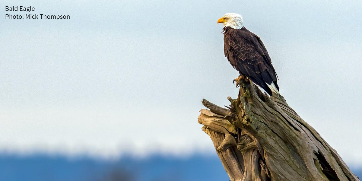 This is good news for birds! The ESA is our nation’s most powerful tool for protecting wildlife. It has helped numerous species recover, including the Peregrine Falcon, Bald Eagle, and Brown Pelican, and set many other species on the path to recovery.