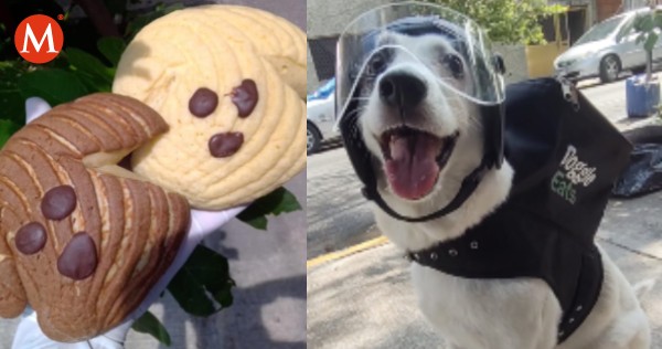 Milenio's tweet photo. ¡Lomita emprendedora! Any, la perrita que vende conchas para ayudar a un refugio de animales https://t.co/hBOQvLyMLi https://t.co/p9seKo0lSZ