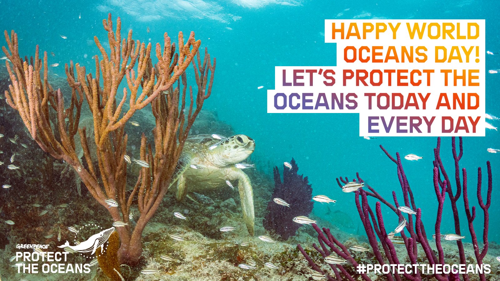 Greenpeace Happy World Oceans Day Our Oceans Home To Amazing Wildlife Need A Strong Global Ocean Treaty To Protect Them Sign The Petition To Protect Our Oceans And The Wildlife Greenpeace Happy World Oceans Day Our Oceans Home To Amazing Wildlife Need A Strong Global Ocean Treaty To Protect Them Sign The Petition To Protect Our Oceans And The Wildlife