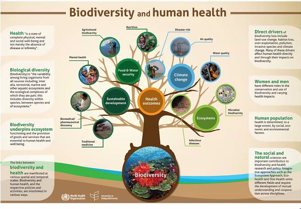 sacep_org's tweet photo. "#Biodiversity and #ecosystems are a foundation of health, directly and indirectly modulating a wide range of health outcomes and phenomena. For them, prevention is infinitely less costly than the cure"
- Cristina Romanelli
#BioMeansHealth #ForNature #WorldEnvironmentDay https://t.co/oKLzly6N1U