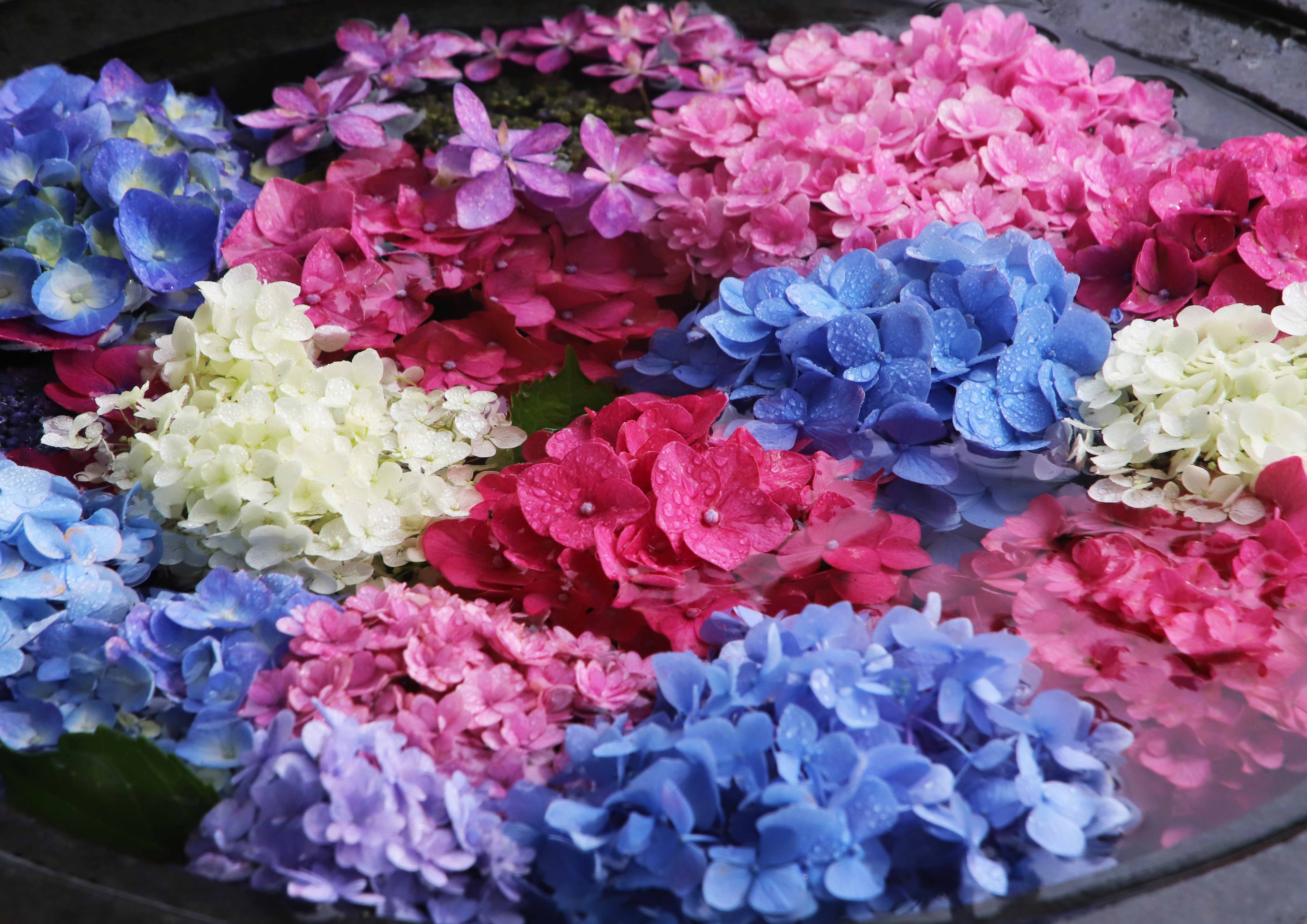 片柳弘史 紫陽花の花が咲きそろったので 今年も花手水を始めました しおれかけた紫陽花も 水をたっぷり吸って元気いっぱいです 県総合庁舎隣 カトリック宇部教会にて公開中 T Co E9phcjscji Twitter