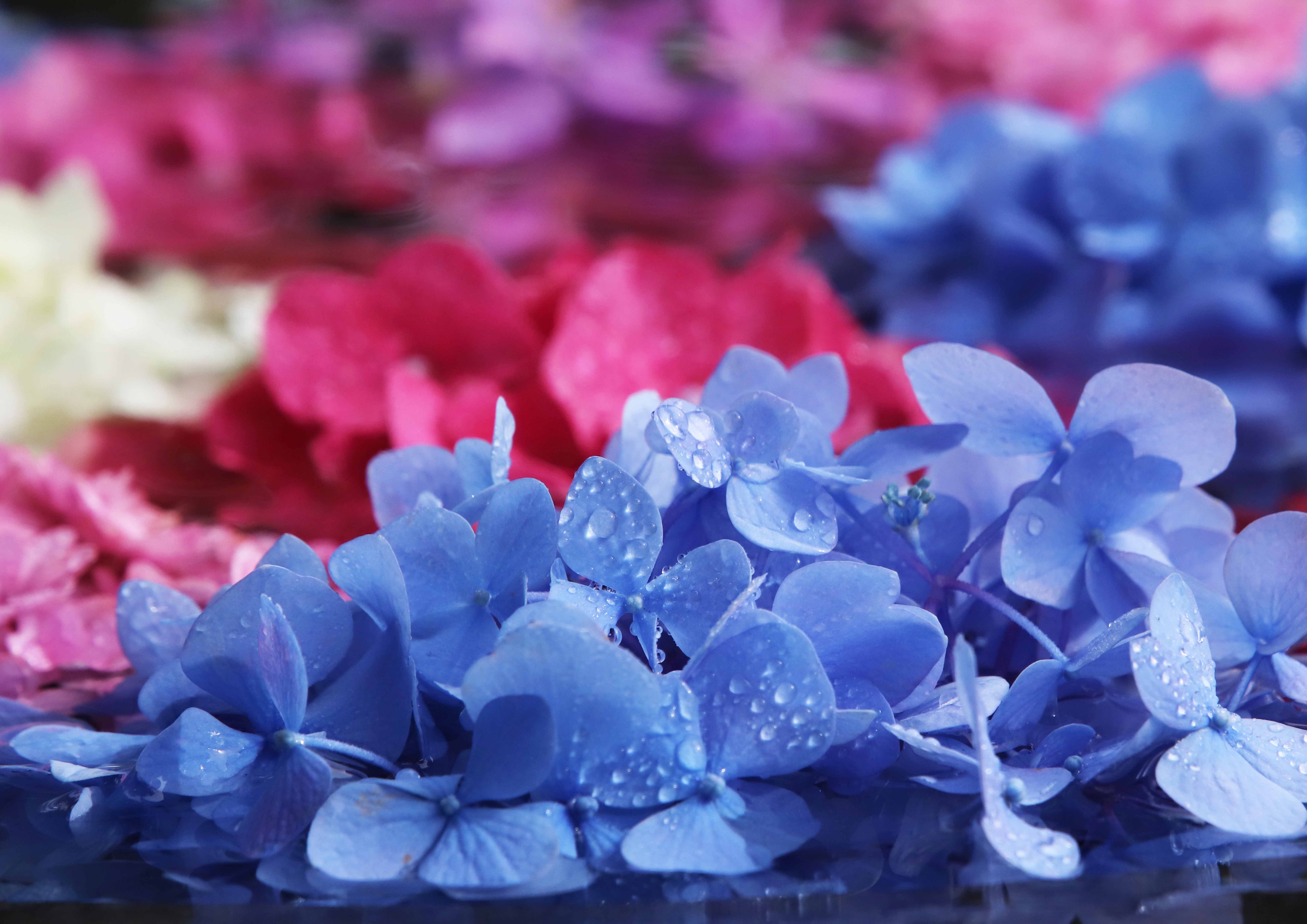 片柳弘史 紫陽花の花が咲きそろったので 今年も花手水を始めました しおれかけた紫陽花も 水をたっぷり吸って元気いっぱいです 県総合庁舎隣 カトリック宇部教会にて公開中 T Co E9phcjscji Twitter