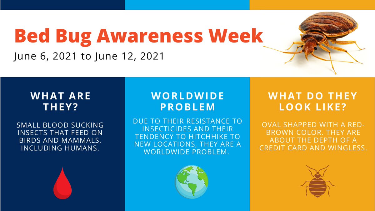 SCCMVCD's tweet image. Ever wondered what the infamous bed bugs are? As stated in their name, they are small blood sucking insects that generally take refuge in beds and feed on humans at night. Join us this week as we discuss more information on bed bugs and how to prevent them. #BedBugAwarenessWeek