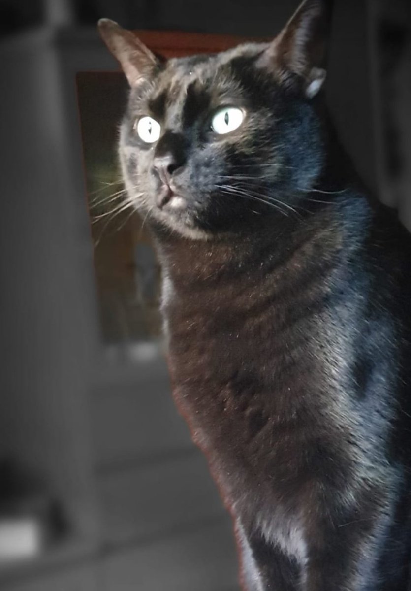 virdelrom's tweet photo. Perdido gato negro con chip en Pino Montano. Se llama Mini, está castrado. Su dueña está buscándolo sin cesar. Máxima difusión 🙏🏻🙏🏻
Contactar con Tamara: 605708402
#gatoperdido #PinoMontano https://t.co/CNvfWnjpLp