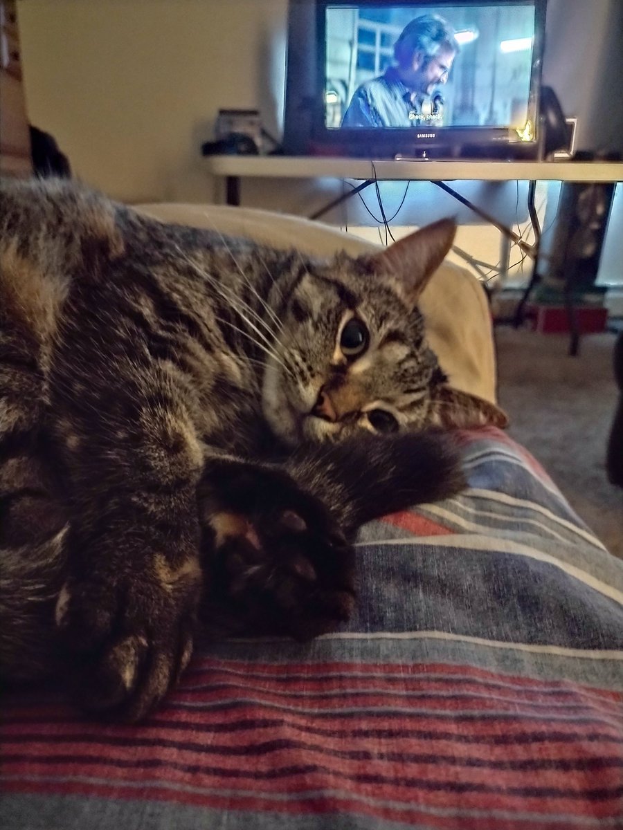 OrsbornTim's tweet photo. @hitRECordJoe My kitty Ashes https://t.co/Lnd61dvPdq