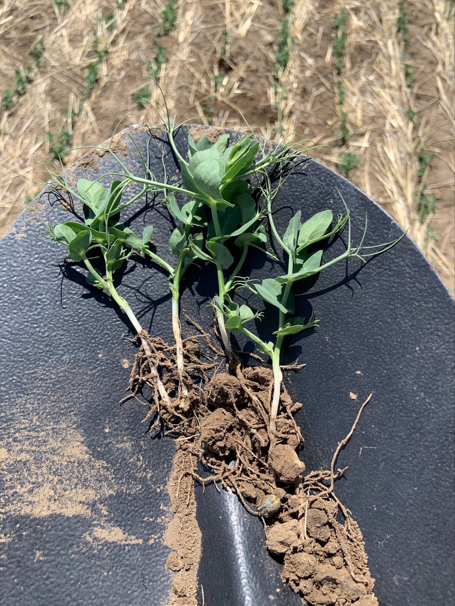 Looks can be deceiving when drive by scouting. Always get out of the truck and stage your crops for herbicide timing. These field peas are ready for a herbicide application.