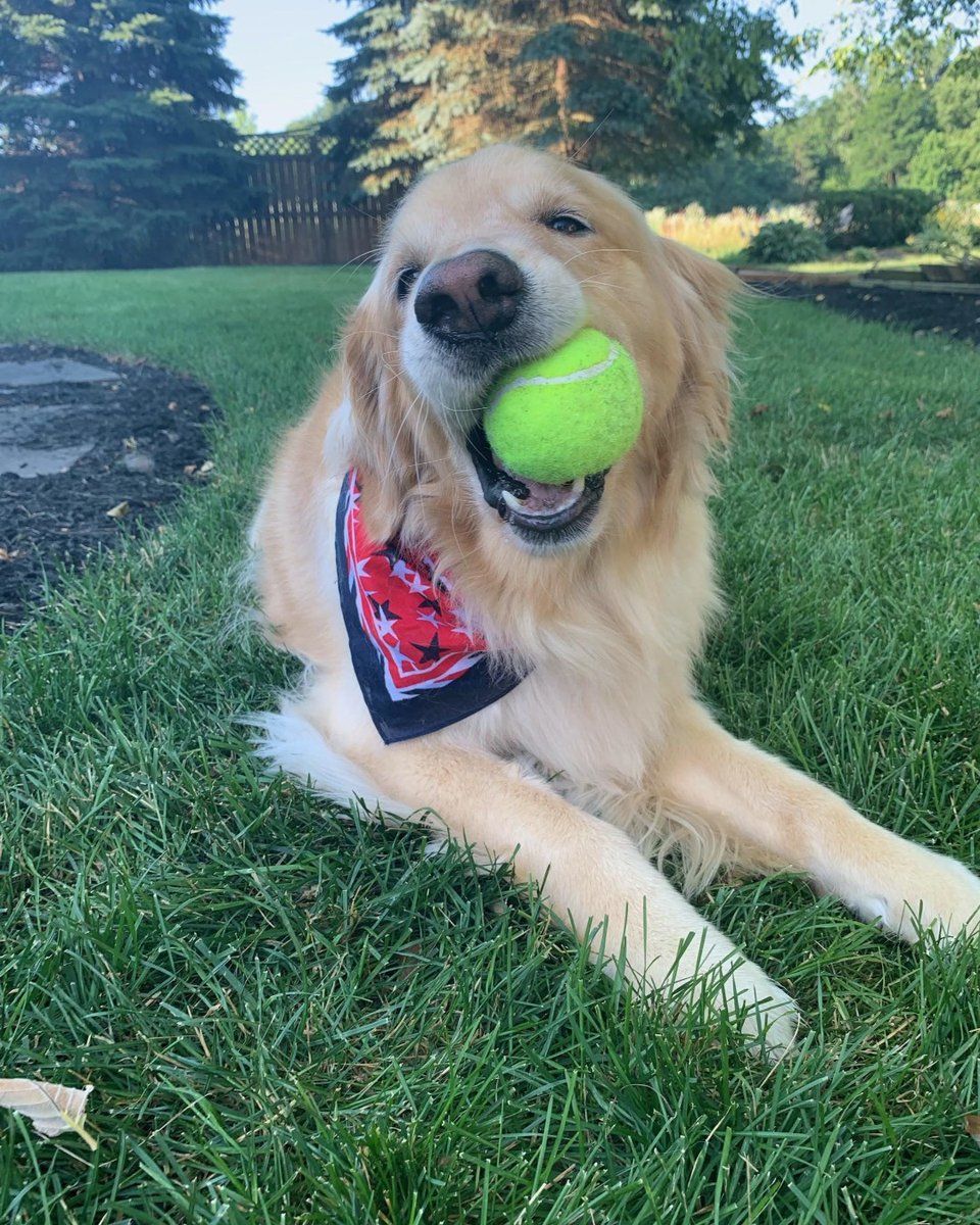 pucvm's tweet photo. Donβt forget to have a ball this weekend!
#PetsOfPurdue #WeLovePets #DogsOfPurdue #doglife #dogsummer #BoilerUp #Boilermakers #PurdueUniversity https://t.co/5vMuj9SLhZ