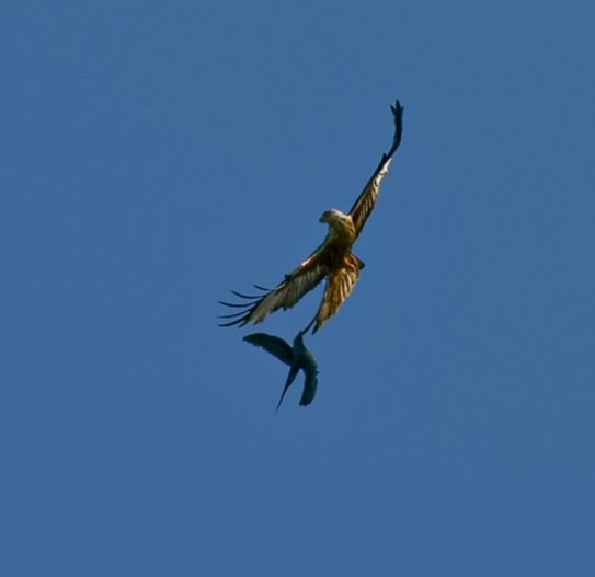 Jackdaw chasing off a red kite.