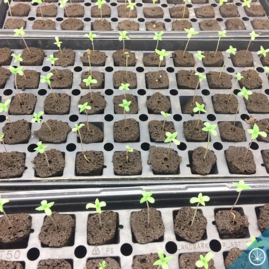 potzero420's tweet photo. We are germinating over 12,000 seeds in order to give you guys the best harvest yet! We are an industry leader in rare Cannabinoids with the highest levels of CBG, CBC, and THCV in flower and concentrates. Lots of THC as well!
#PotZero #Colorado #Cannabis #ColoradoLife #Colora https://t.co/o0oktty7wx